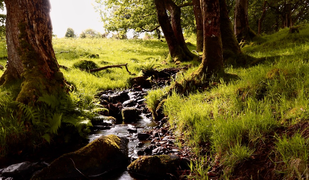 Saxongate Circular Walk: Exploring Dartmoor’s History and Scenic Beauty
