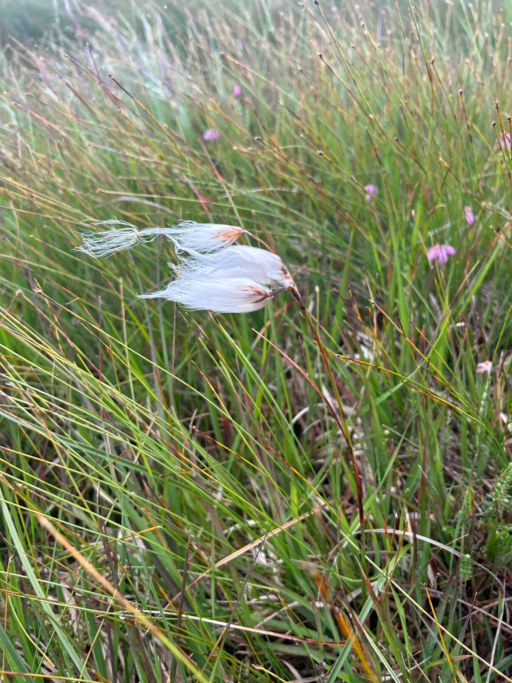 Bog Cotton