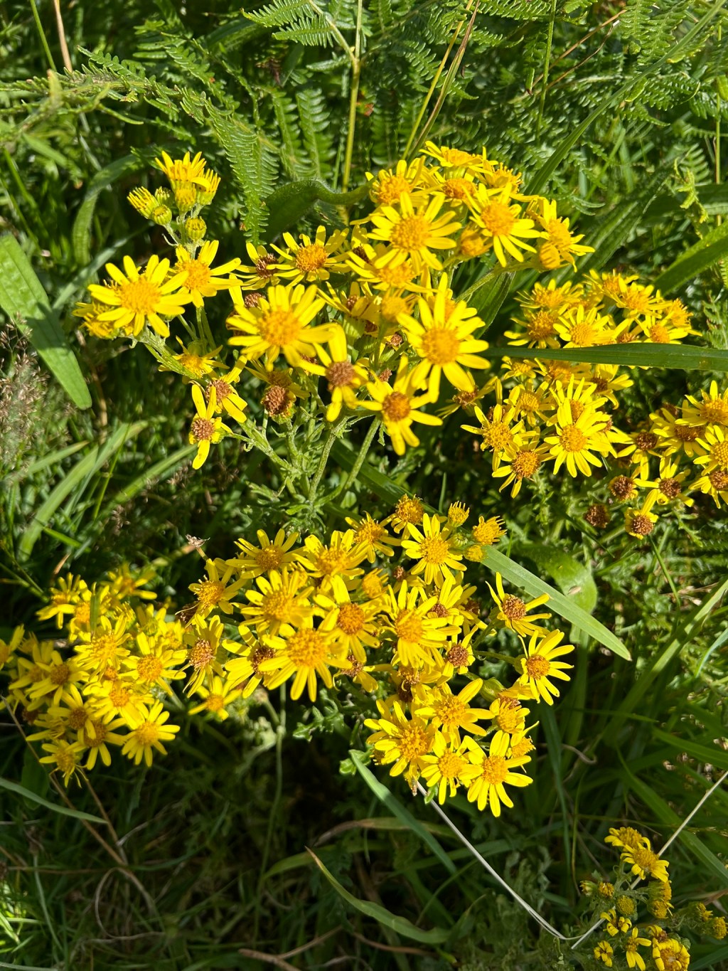 Ragwort