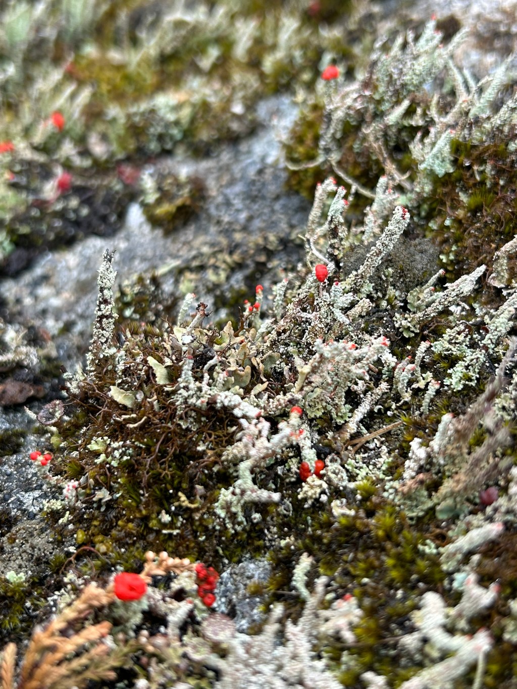 Devil’s Matchstick