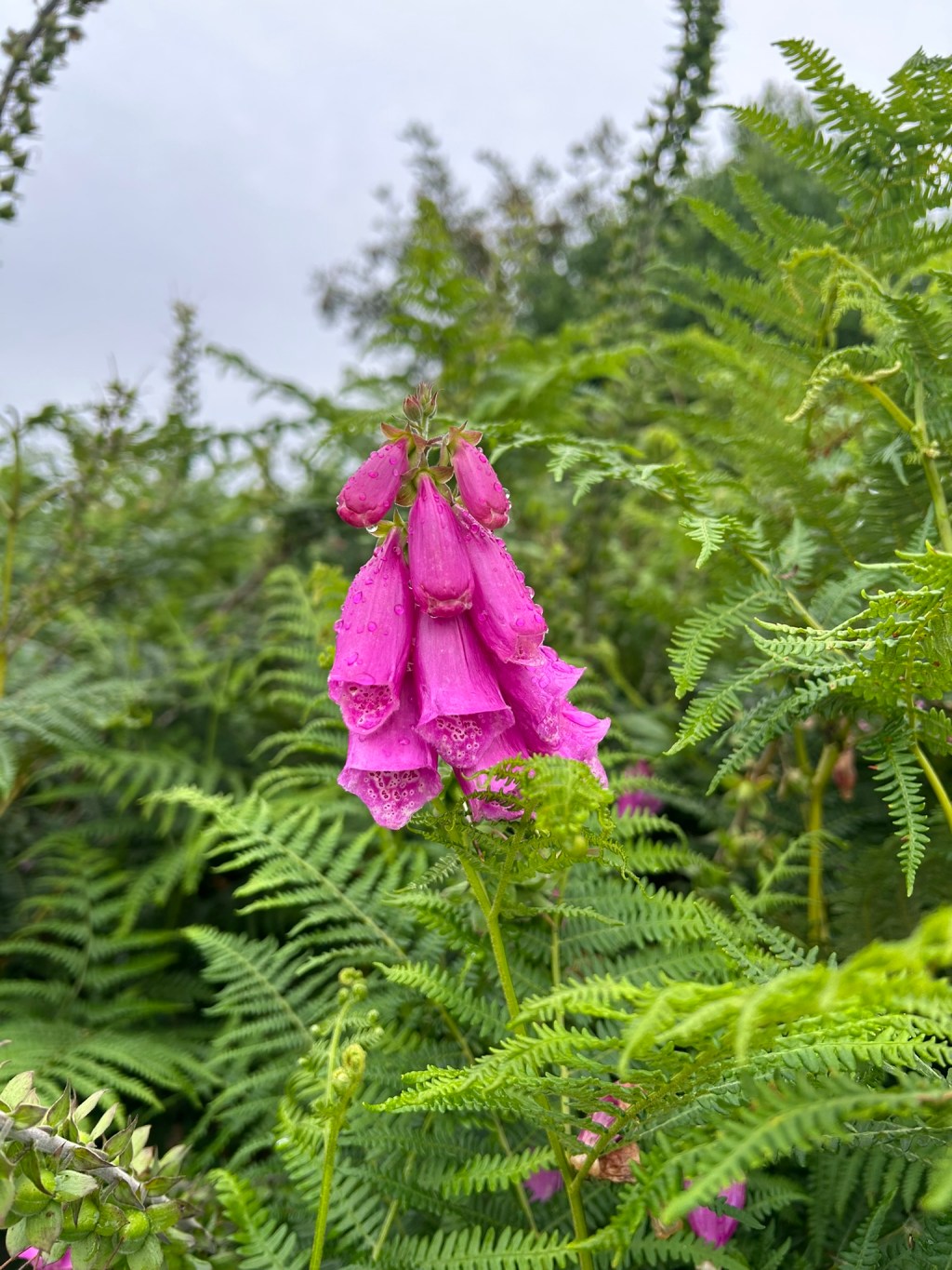 Foxglove