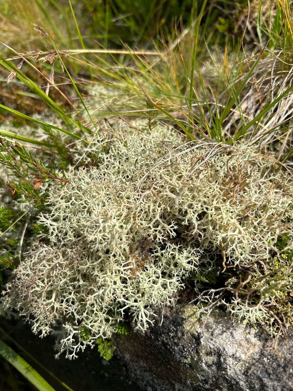 Reindeer Lichen