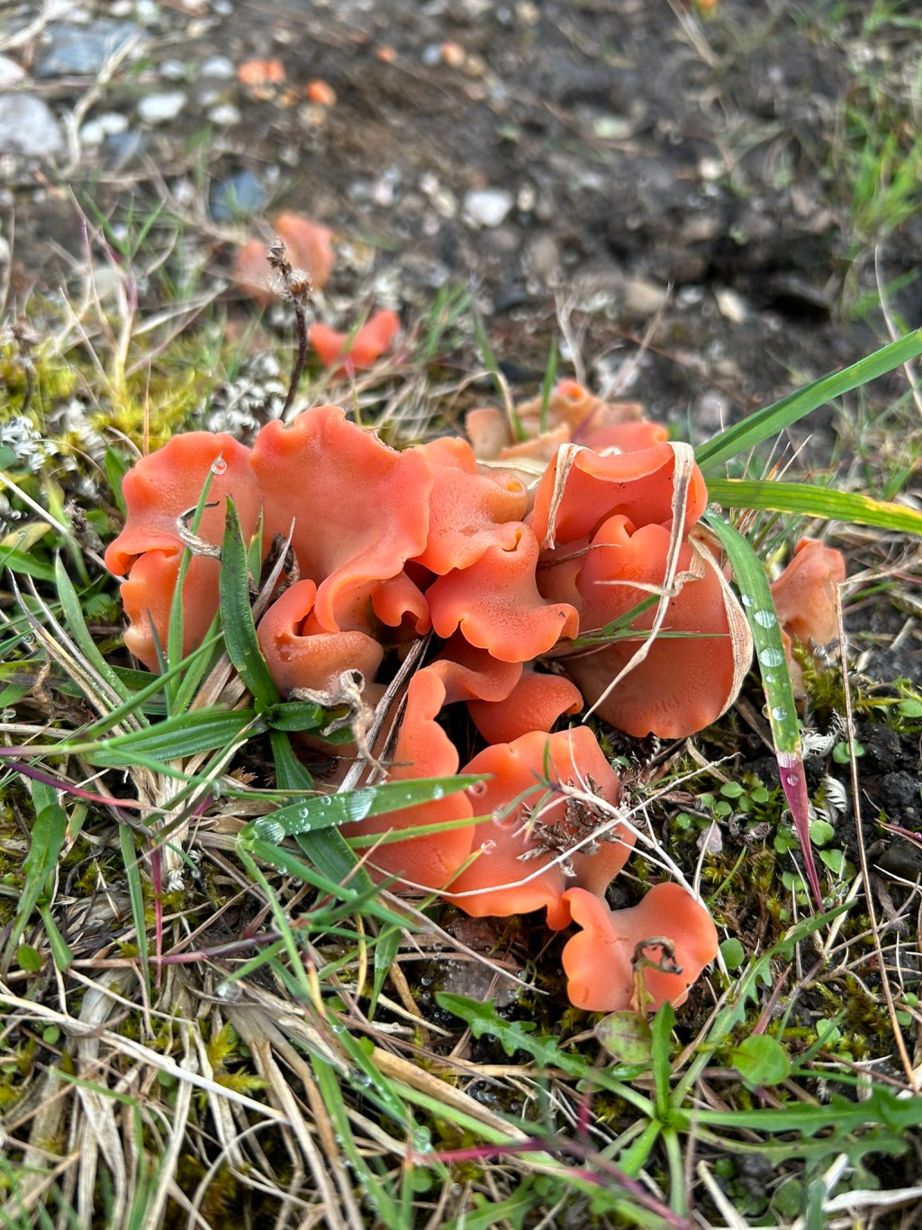 Apricot Jelly Fungus