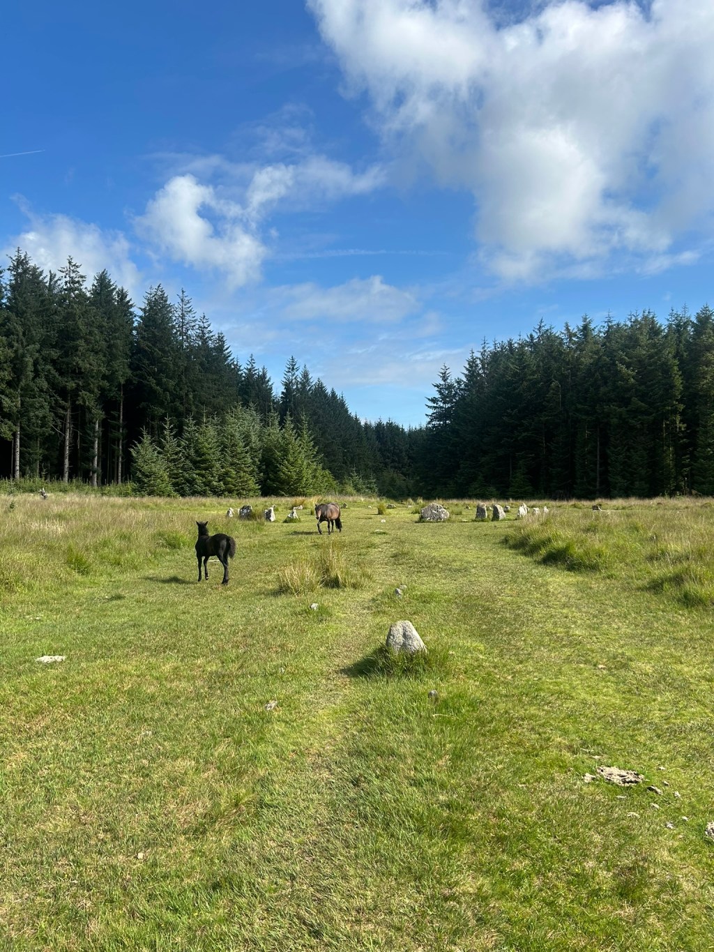 Exploring Dartmoor’s Ancient Stone Circles